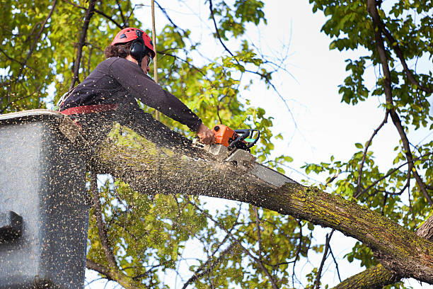 Trusted Coupeville, WA Tree Service Experts